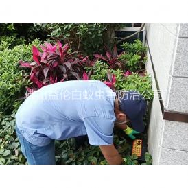 平洲住宅环境灭鼠工程